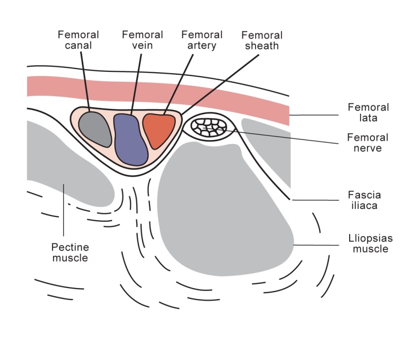 Femoral canal and surroundings