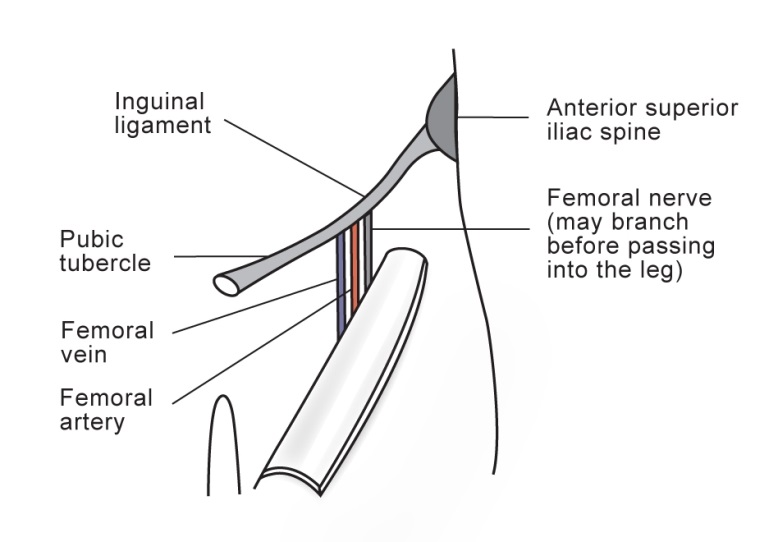 Femoral structure, ligaments and arteries